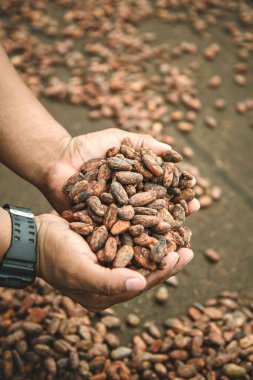 Çiftlikte kavrulmuş kakao fasulyesi.