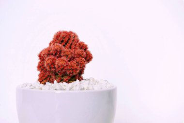 Kırmızı bir kaktüse yaklaş.