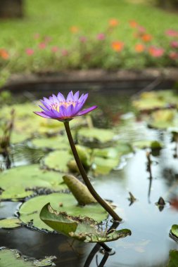 Mor çiçekli mavi su zambağı gölette