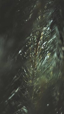 Çam dalının makro görüntüsü