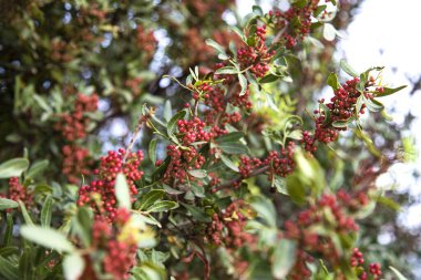 Bolluk ve çiçek açan kırmızı böğürtlen bitkileri
