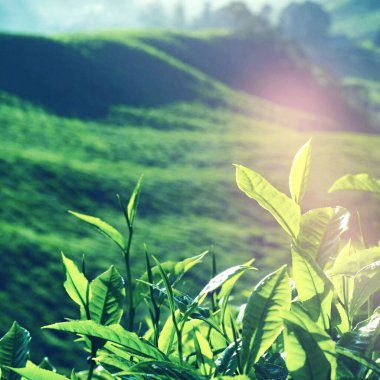 taze çay plantasyon içinde malaysia bırakır.