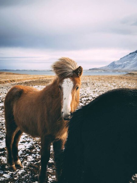 Коричневая лошадь на открытом воздухе в зимний период
