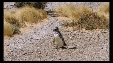 Patagonya 'da deniz kenarında bozkırda yürüyen Macellan pengueni.
