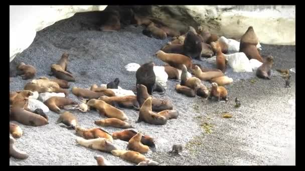 Lobos Marinos Machos Hembras Descansando Acantilado Costero Patagonia — Vídeo de stock