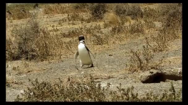 Pinguim Magalhães Caminhando Estepe Perto Mar Patagônia — Vídeo de Stock