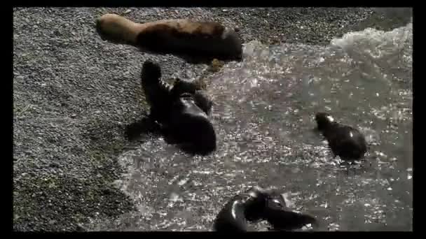 Patagonya Kıyılarındaki Bir Grup Deniz Aslanı Yavrusu — Stok video
