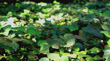 Ağaçların gölgesinin altında sarmaşık yapraklarıyla kaplı bir alan..