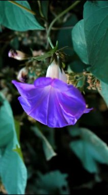 Bir Impomea çiçeğine yakın çekim