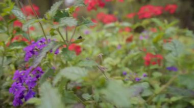 Glandularia peruviana veya Margarita punz türlerinin güzel kırmızı ve leylak çiçekleri.