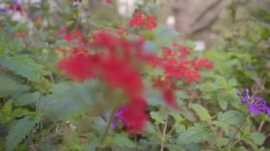 Glandularia peruviana veya Margarita punz türlerinin güzel kırmızı ve leylak çiçekleri.