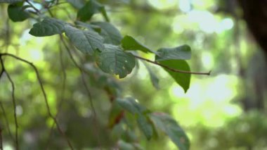 Rüzgarda hareket eden bir ağacın yaprakları ve dalları.