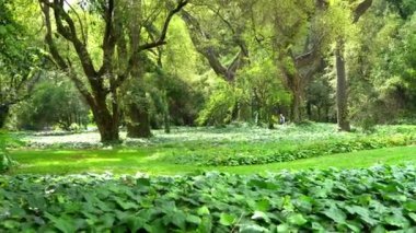 Parkın manzarası ve halk bahçesinin ormanı