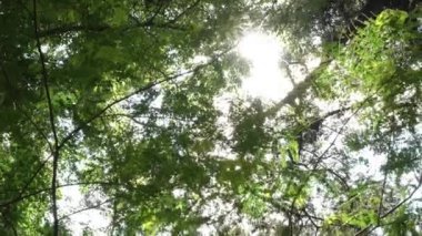 Bir ağacın yaprakları ve dalları rüzgarda hareket ediyor ve güneş yaprakların arasında parlıyor..