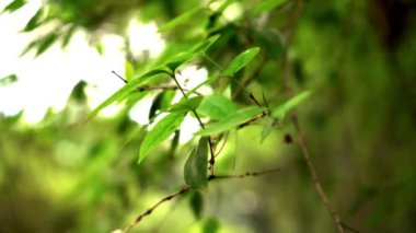 Rüzgarda hareket eden bir ağacın yaprakları ve dalları.