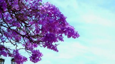 Violet Jacaranda ağacının çiçek açan dalları.