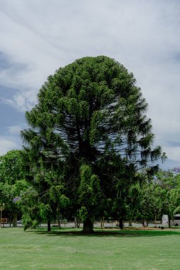 Buenos Aires 'te bir meydanda büyük bir Araucaria ağacı.