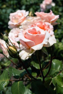 Rose Garden 'daki halk parkında kayısı ağacı portresi..