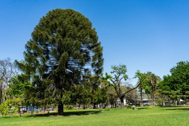Buenos Aires 'te bir meydanda Araucaria ya da pehuen ağacı.