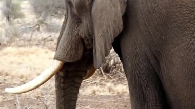 Büyük erkek fil Afrika savanasında yürüyor.