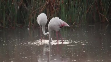 İki flamingo sazlıkların yakınındaki sığ sularda besleniyor.
