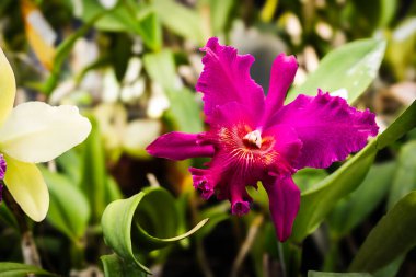 Canlı pembe bir sığır orkidesinin yakın plan görüntüsü çiçek açmış, karmaşık detaylarını ve narin yapraklarını yemyeşil bir yaprak zemininde sergiliyor.