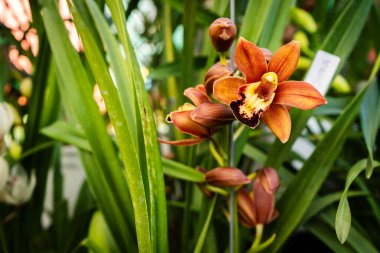 Canlı turuncu simibidyum orkide çiçeklerinin yakın planda serada yemyeşil yapraklar arasında çiçek açması.