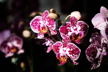 Göz kamaştırıcı orkideler, koyu bir arkaplan karşısında canlı pembe ve beyaz desenler sergiliyor.