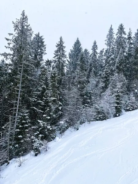 Падає Сніг Між Сосновими Деревами Під Час Сильних Снігопадів Зимовий — стокове фото