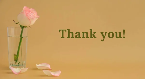 ありがとうテキストグリーティングカード休日の背景ベージュの背景に繊細なピンクのバラ ミニマルなトレンディーな構成 ロマンチックなパステルピンクのバラの花 近代的な美的 ニュートラルアーストーンポスター — ストック写真