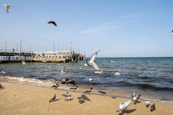 Sopot Molo Pier Longest Europe Baltic Sea Sun Seagulls Flying — Stock Photo, Image
