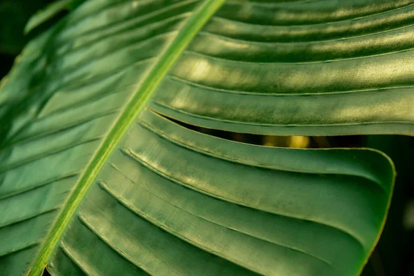 绿色棕榈叶图案纹理抽象背景热带森林 生态理念和目的地进步 自由旅行的生活方式丛林背景 异国情调植物 夏季热带 — 图库照片