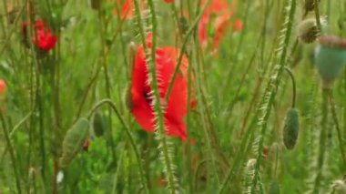 Vahşi bir tarlada kırmızı gelincik çiçekleri. İlkbaharda canlı haşhaş çayırı. Güzel bir yaz günü. Yeşil tüylü güzel kırmızı gelincik çiçekleri tarlada yetişir. Gün batımında kızıl gelincik çiçekleri