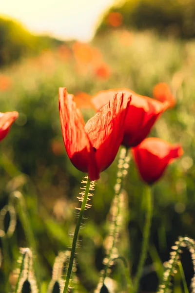 野生の畑に赤いケシの花 春に鮮やかなポピーの牧草地 美しい夏の日 緑の花茎に美しい赤ケシの花を咲かせます 日没の光の中で緋色のポピーの花 — ストック写真