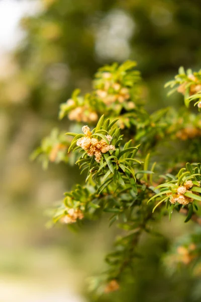 Genç Ladin Çam Ağacı Yeniden Büyüdü Ormancılık Küçük Kozalaklı Çiçekler — Stok fotoğraf