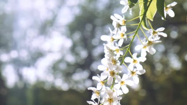 Białe Kwiaty Wiśni Kwiat Drzewie Wiśni Zbliżenie Kwitnienie Bia Ych — Wideo stockowe