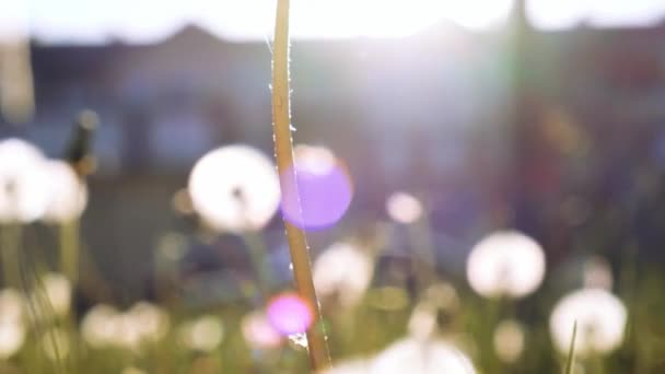 Dandelion Blossom Sunset Fluffy Dandelion Bulb Gets Swept Away Morning — 图库视频影像