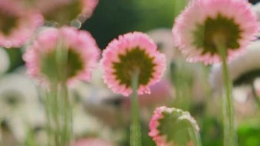Flowerbed of beautiful colorful flowers on green lawn background. Group of delicate flowers in the period of active flowering in spring. Romantic natural background for all vivid moments of life