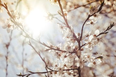 White flowers of cherry blossom on cherry tree close up. Blossoming of white petals of cherry flower. Nature. Bright floral scene with natural lighting. Spring concept Wallpaper background for