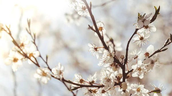 White flowers of cherry blossom on cherry tree close up. Blossoming of white petals of cherry flower. Nature. Bright floral scene with natural lighting. Spring concept Wallpaper background for