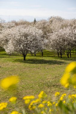 Kiraz ağacında kiraz çiçeğinin beyaz çiçekleri. Kiraz çiçeğinin beyaz taç yaprakları. Doğa. Doğal ışıklandırmalı parlak çiçek sahnesi. Tebrik kartı için bahar konsepti duvar kağıdı arkaplanı