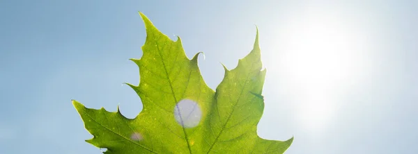 Γυναικείο Χέρι Που Κρατά Πράσινο Φύλλο Σφενδάμου Φόντο Ηλιαχτίδα Ακτίνα — Φωτογραφία Αρχείου