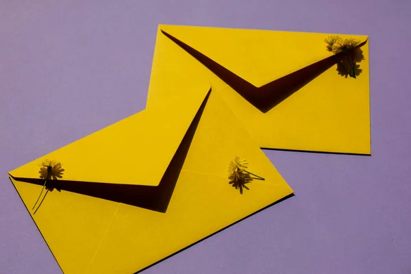 紫色の背景に2つの郵便黄色の封筒に美しい小さな黄色のカモミールデイジーの花 テキスト 春の時間 休日の挨拶カードのための空の紙のノートコピースペース 鮮やかな色 — ストック写真