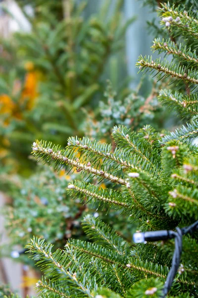 Tallkvisten Tidigt Våren Vinter Skogen Juldekorationer Växter Utomhus — Stockfoto