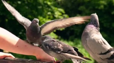 Şehirde el ile beslenen güvercinler uçuyor. Güvercinleri ellerinden beslemek. Avuçlarının içinde yulaf tutuyor. Güvercinler ellerinden gagalar Turist mekanından 