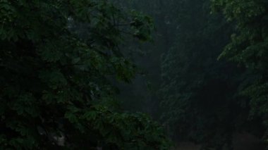 Sağanak yağmur, yazın gök gürültülü fırtına. Arka planda yeşil ağaçlar. Rüzgarlı yağmurlu hava, Bokeh ile yakın çekim. Mevsimlik tropikal yağmur ormanları karanlık akşam görüntüleri. Şiddetli yağmurda fırtına, güçlü.