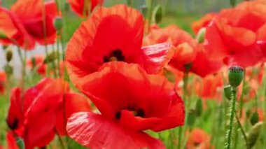 Vahşi bir tarlada kırmızı gelincik çiçekleri. İlkbaharda canlı haşhaş çayırı. Güzel bir yaz günü. Yeşil tüylü güzel kırmızı gelincik çiçekleri tarlada yetişir. Gün batımında kızıl gelincik çiçekleri