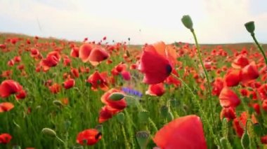 Vahşi bir tarlada kırmızı gelincik çiçekleri. İlkbaharda canlı haşhaş çayırı. Güzel bir yaz günü. Yeşil tüylü güzel kırmızı gelincik çiçekleri tarlada yetişir. Gün batımında kızıl gelincik çiçekleri