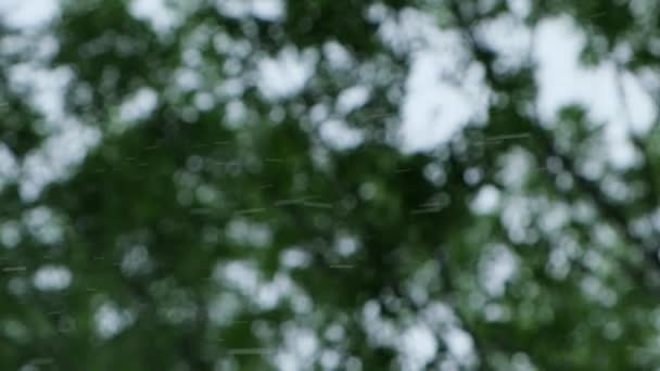 Pluie abondante pluie battante, orage en été. Arbres verts sur fond. Temps pluvieux venteux, gros plan avec bokeh. Saison Verticale Forêt tropicale Sombres images du soir Tempête en lourd