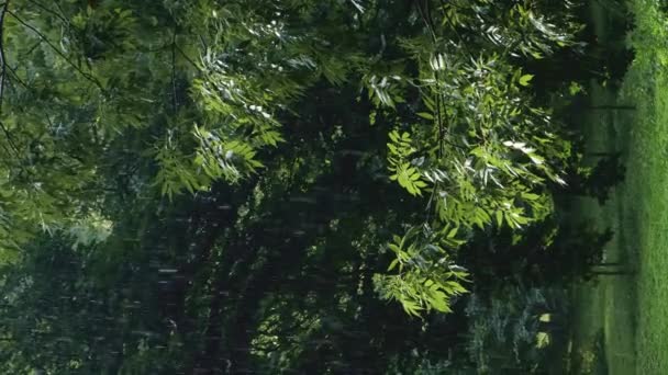 Zware Regenbui Onweer Zomer Groene Bomen Achtergrond Winderig Regenweer Van — Stockvideo